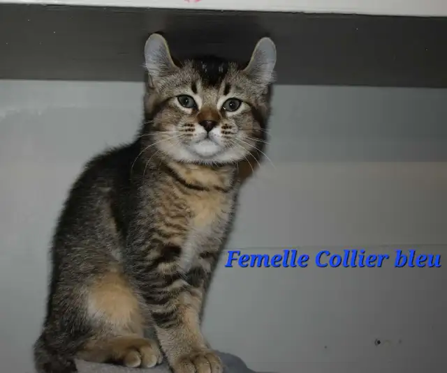 Highland lynx chatons in Cats & Kittens for Rehoming in Lanaudière - Image 2