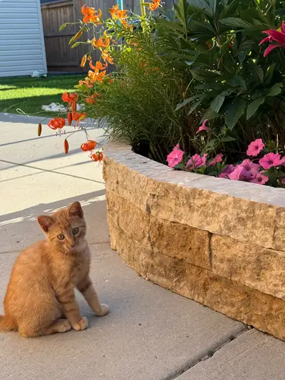 Kitten Needs a Loving Home, View more