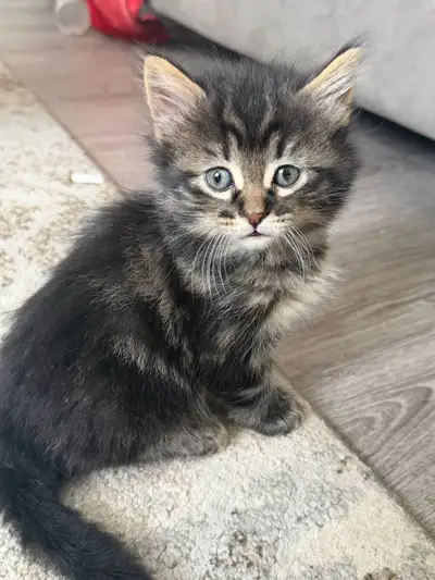 these babies need their furever home. , View more