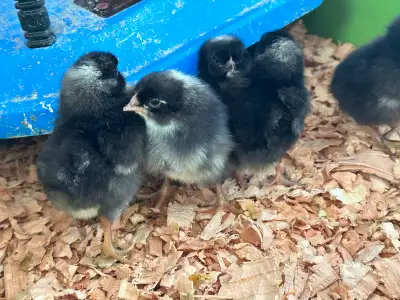 18 2 day old pur barred rock and barred rock x mistral Gris chicks. 5 bucks each or take all for $80