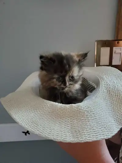 beau chaton femelle a vendre, View more