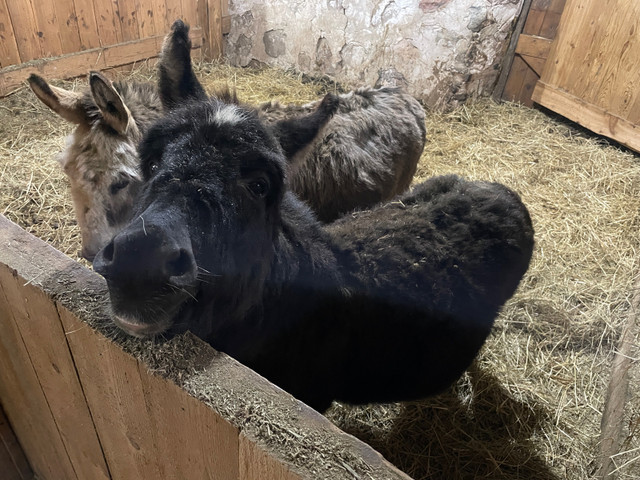 Mini donkey pair in Horses & Ponies for Rehoming in Owen Sound - Image 2