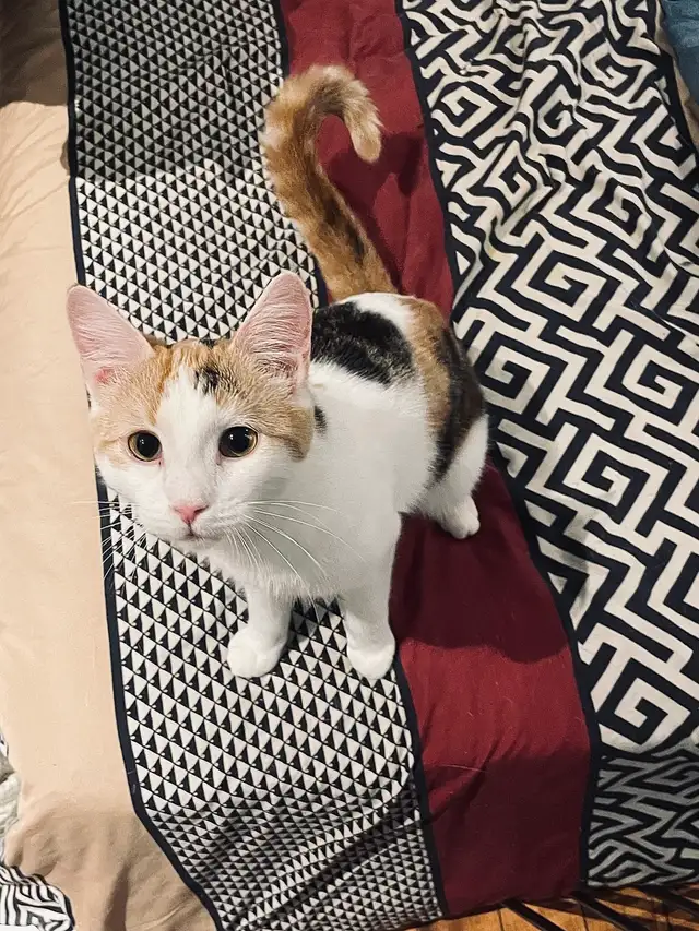 Adoption chaton in Cats & Kittens for Rehoming in City of Montréal - Image 3