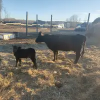 Dexter Cow and Calf (Heifer)