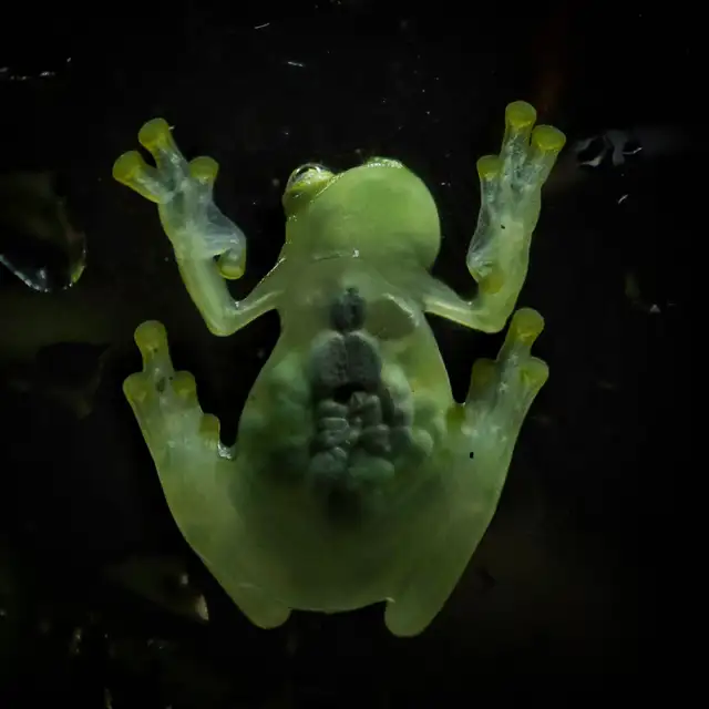 CB Reticulated Glass Frogs (Hyalinobatrachium valerioi) in Reptiles & Amphibians for Rehoming in City of Toronto - Image 4