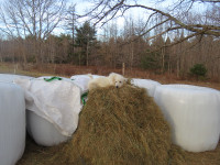 Good Wrapped Hay, October Cut 2023