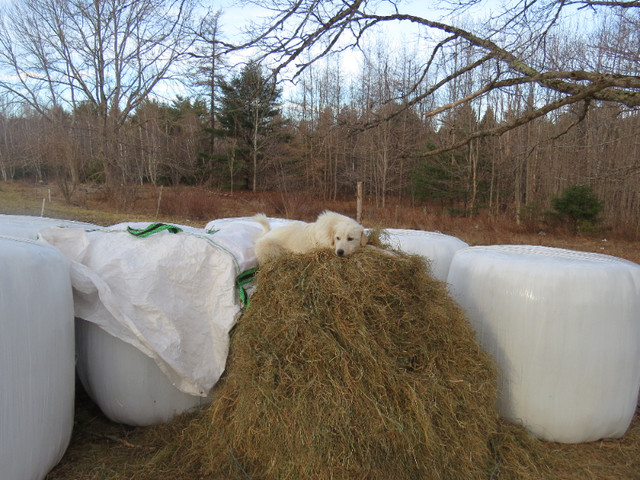 Good Wrapped Hay, October Cut 2023 in Livestock in Bridgewater