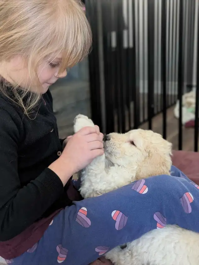 Goldendoodle 3 ime generation in Dogs & Puppies for Rehoming in Gatineau - Image 8