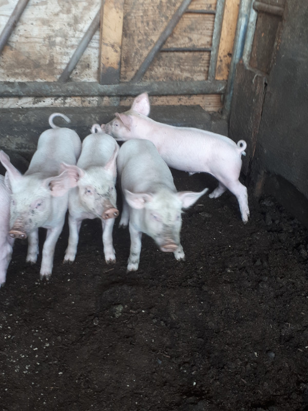 Piglets for sell in Equestrian & Livestock Accessories in Abbotsford - Image 3