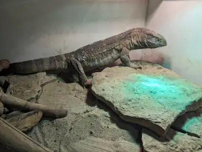 Black Throat Monitor  - EXPERIENCED KEEPER ONLY, View more