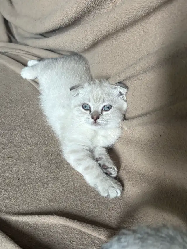 Adorable Colour Point Scottish Fold Kittens in Cats & Kittens for Rehoming in Oakville / Halton Region - Image 2