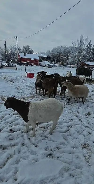 Big male around 130-150 pounds hes ready for freezer camp Text for fastest response 7802845901