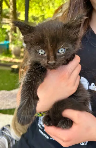 Maine Coon Cross kittens! The kittens have been raised in a family environment, with lots of love an...
