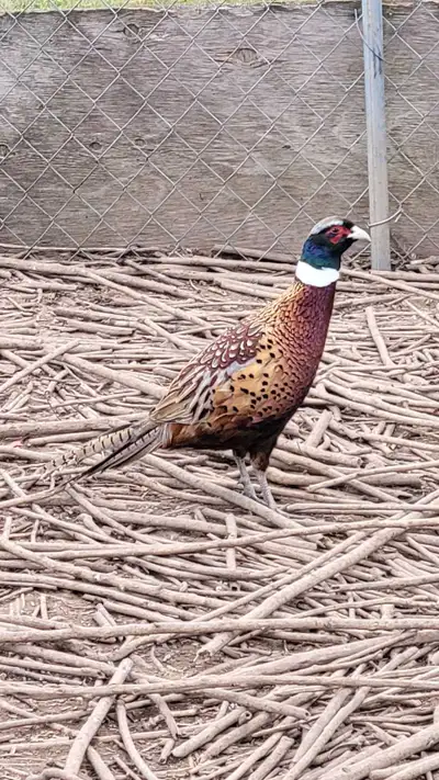 Ringneck Pheasants for sale, View more