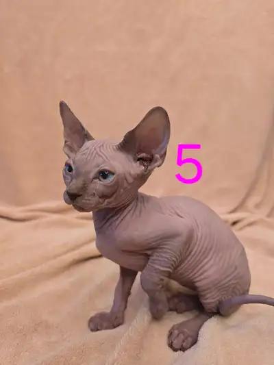Chatons Sphynx à vendre Dépôt de 250$ non remboursable sur réservation Photos: 1: vendu femelle 2: v...