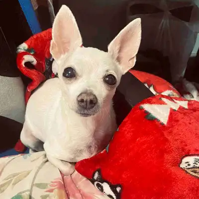 I've been a pet sitter for over 20 years. Anything from dogs, cats, birds, rabbits. I have experienc...