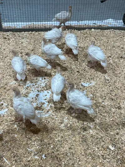Selling mini white turkeys, View more