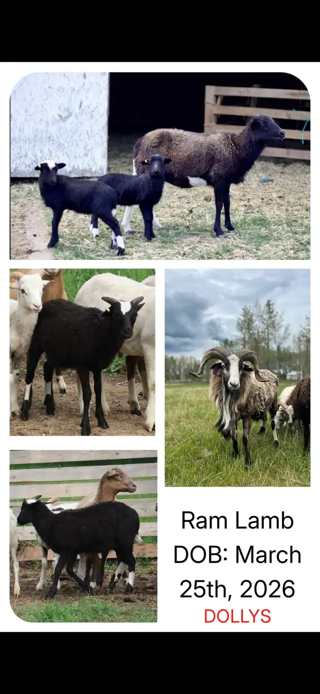 Painted Desert Ram Lambs in Livestock in Edmonton - Image 3