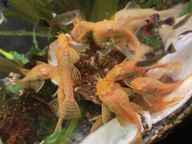 Albino Bristlenose Pleco in Fish for Rehoming in Mississauga / Peel Region - Image 3
