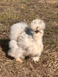Silkie hatching eggs available