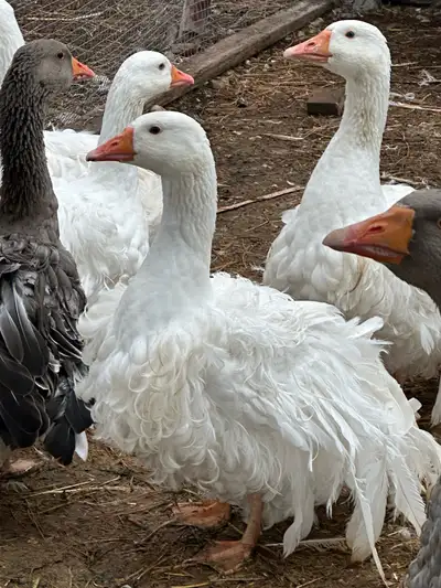 Sebastopol Geese, View more