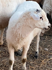 Khatahdin sheep and lambs for sale