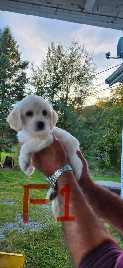 Bonjour nous avons 6 chiots né le 1 août 2025 ils nous en reste 4 de disponible. 2 femelles et 2 mâl...