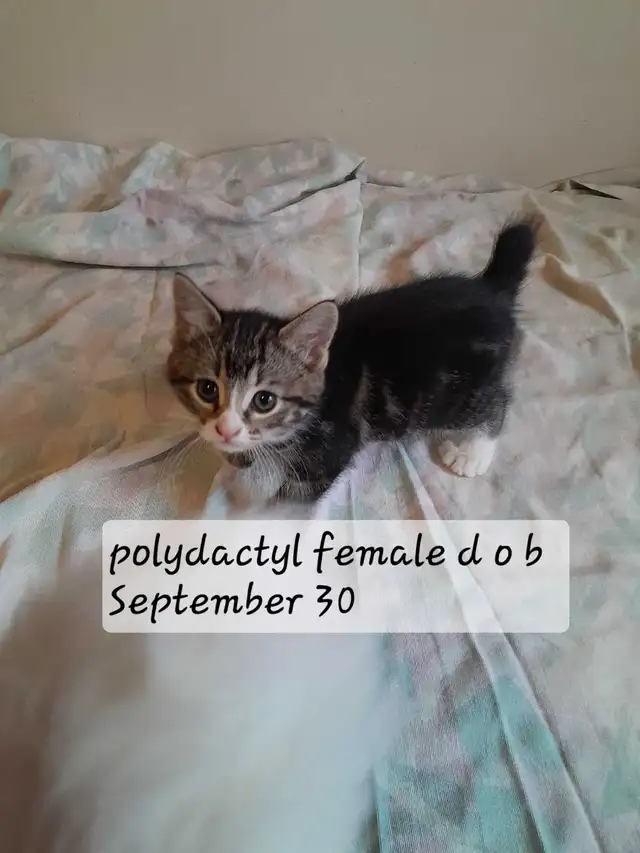 Maine coon mix in Cats & Kittens for Rehoming in North Bay - Image 3