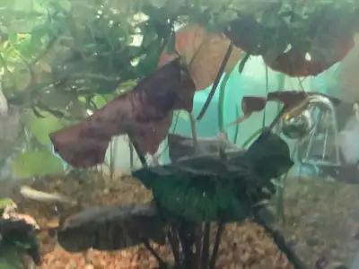 Large tiger lotus aquarium plant, View more