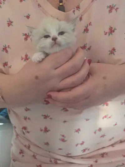 4 fluffy baby kittens, View more