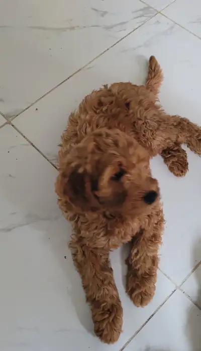 En date daujourdhui 15 juin il nous reste un mâle goldendoudoodle roux et une tres mini femelle $2,0...