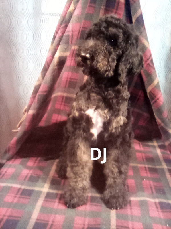 Sheepadoodle puppies 4 sale SPCANB #01315 in Dogs & Puppies for Rehoming in Moncton - Image 2