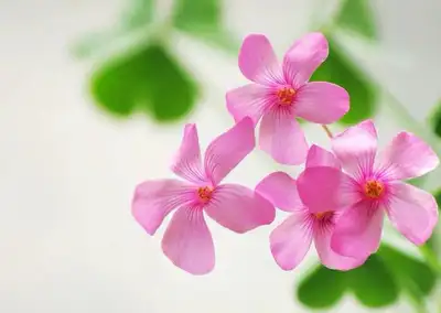 New Erin joined --great massage with free hot stone/cupping, View more