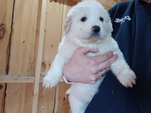 Great Pyrenees in Dogs & Puppies for Rehoming in Ottawa - Image 3