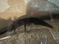 Male axolotl 