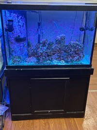 Salt water fish tank 65 gallons whole set up 