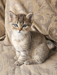 Persian Ragdoll Kitten