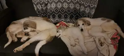 Great Pyrenees/Maremma puppies, View more