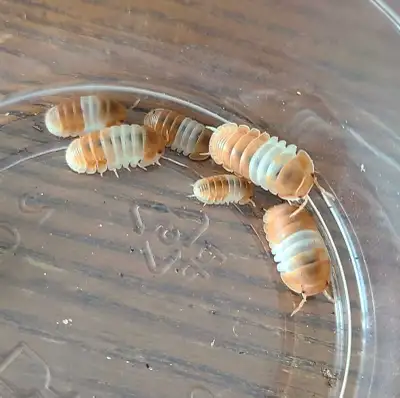 Isopods! (RARES and more), View more