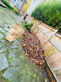 Leaf clean up - Residencial - Special price 