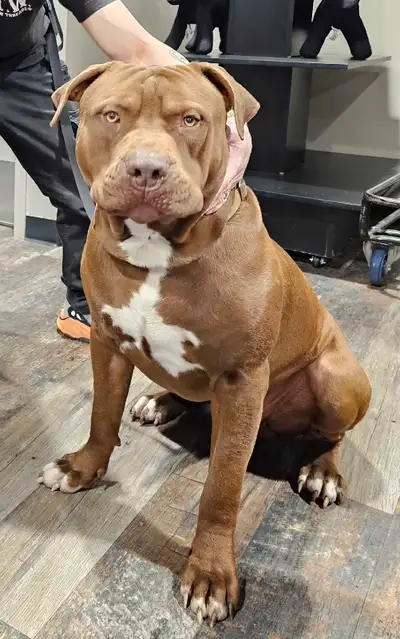 2-year-old male, being rehomed due to a layoff and move. He is very good and gentle with children.