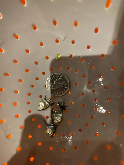 fish babies fry , View more