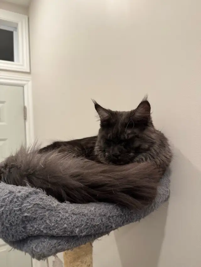Cat sitter in Animal & Pet Services in Ottawa - Image 5