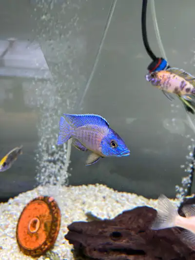 African cichlid male fish, View more