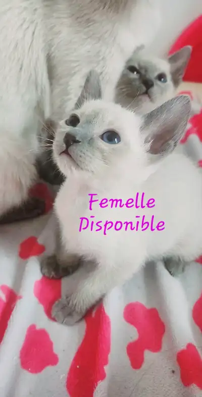 Je vends d'adorables chatons siamois couleur Blue point, male et femelle de disponible, ils sont jou...
