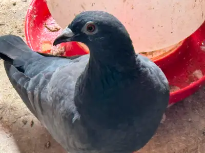 Racing pigeons, View more