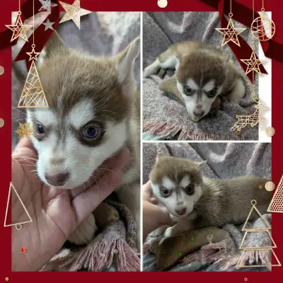 perfect pomskies(Christmas sale ), View more