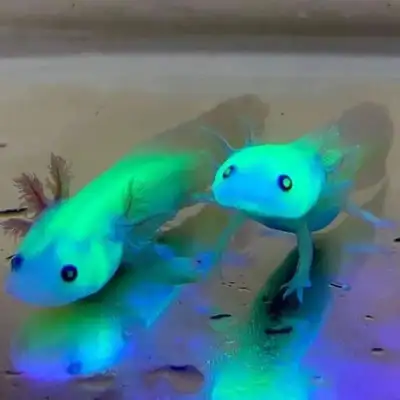 SALE@ Glowing Baby Axolotl, View more