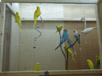 Budgies