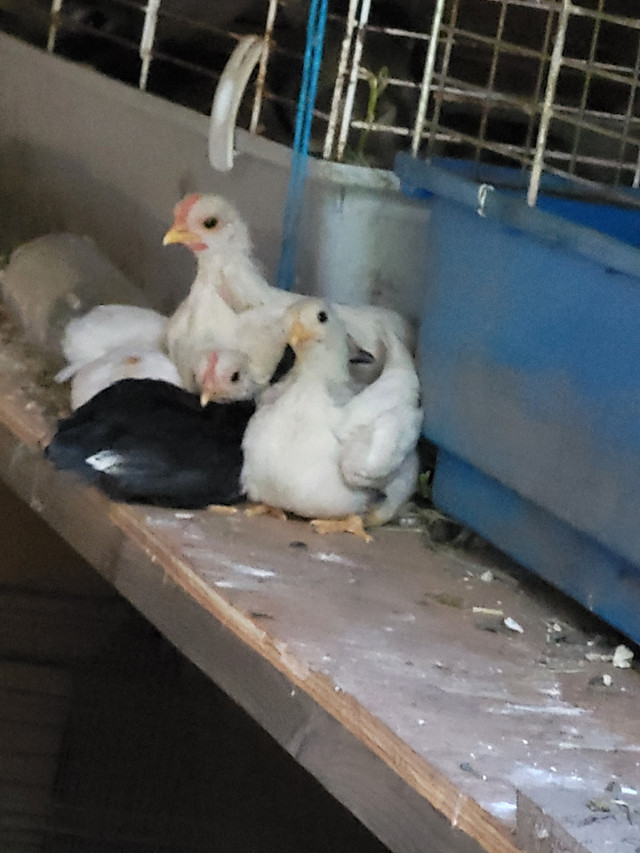 Serama Bantam chicks in Livestock in Tricities/Pitt/Maple - Image 2